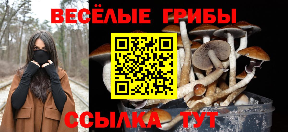 Галлюциногенные грибы Cubensis Калач-на-Дону