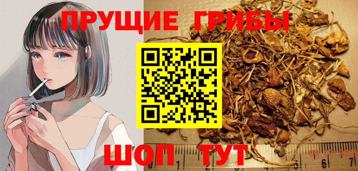 Псилоцибиновые грибы GOLDEN TEACHER  где найти наркотики  Калач-на-Дону 